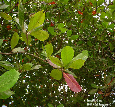 Tropical almond red leaves